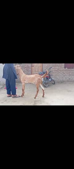 pure makhi cheena breeder kid