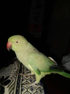 parrot only