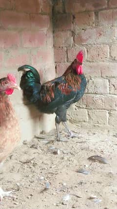 Desi / Golden misri / Male / Murga / Chick
