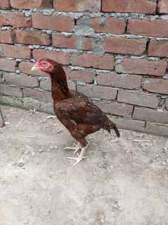Aseel
