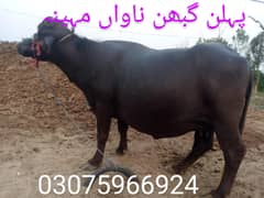 pehlan gubhan bhains