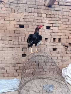high quality mainwali Aseel murga