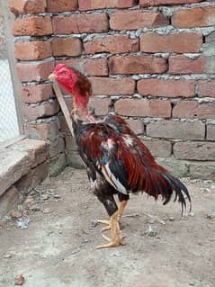 Aseel murga