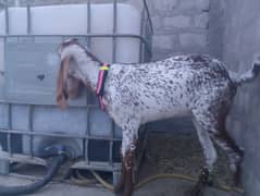 Macachene