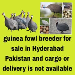guineafowl for sale in Hyderabad Pakistan