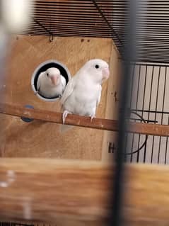 love birds breeder pair [albino] with 6 eggs +DNA certificate+cage