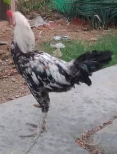 aseel mix breed 9 months murgha