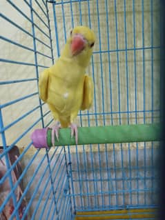 yellow ring nek pair age 4 mahine full self tej samet