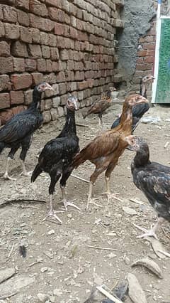 aseel pair murga murgi pathi aseel chicks plz read add