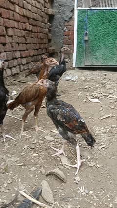 aseel pair murga murgi pathi aseel chicks plz read add