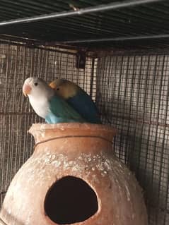 Parrots for sale