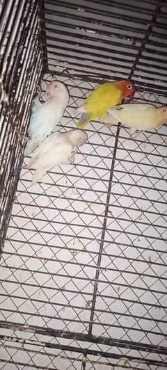 crimeno albino love bird