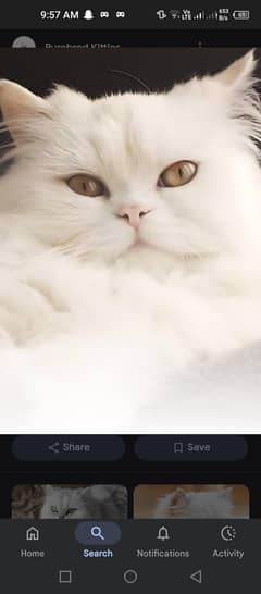 I sell my   cats