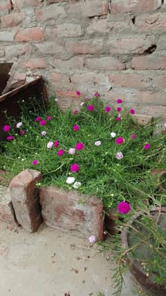 Portulaca