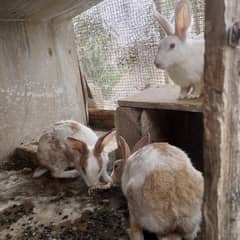 khagosh--Rabbits
