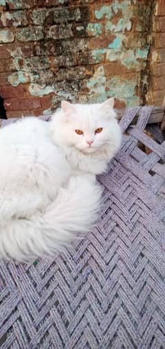 perisan cats