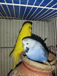 undersize budgie