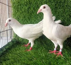 white Kasad breder pair For sale or 1 silver bar Sharzi patha For sale