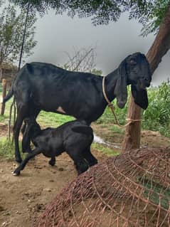 bakri with bakra fo sale in Chakwal Talagang