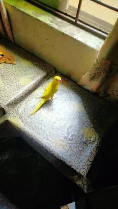 Yellow ringneck read add