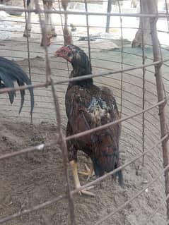 Murgi