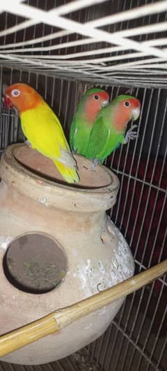pair breeder red eye