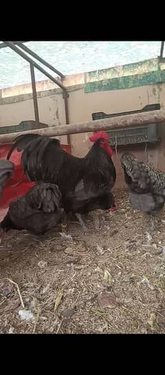 Blue australop heritage chicks / murga / Aseel / fancy / shamo / hens