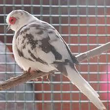 fisher plus diamond pied dove