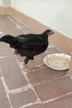 2 desi murgi
