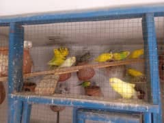australlian budgies good quality pair avaible 0301/4422/538