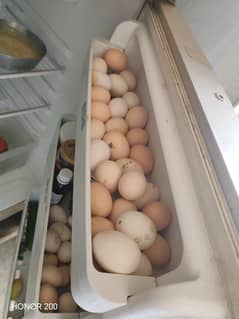 eggs for hen