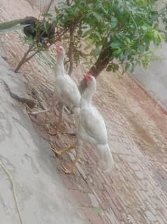 White Paper Heera Aseel