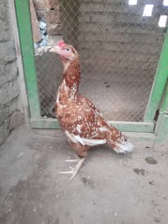cheeni