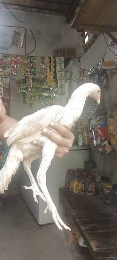 Heera