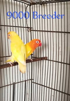 Love bird with Cages