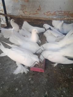 Sale urgent White Pom / white Lakah
