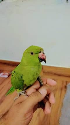 Ringnick hand tame 0317-1482760