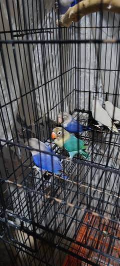 Lovebird Chicks (5 Pcs)