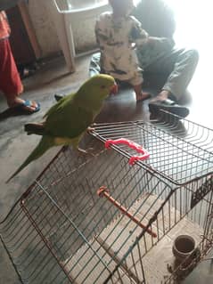 green parrot for sale fully hand tame hai o bite