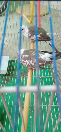 Pair Dove