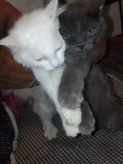 2 Pair Persian Cats Black and White