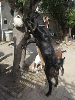 Goat Male