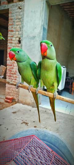 pair Male and female
