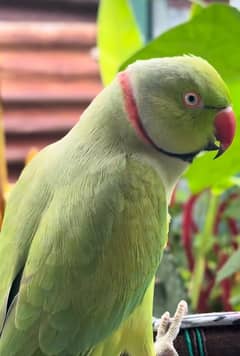 Green Female talking