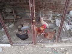 Egg lying hens for sale , health and active