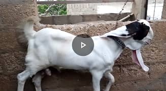 |Goat kid|Goat for sale|Male goat kid| Gulabi bakra| Bakra for sale|
