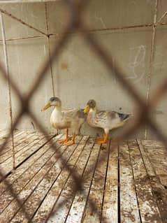 Ducks