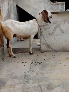 goat for sale [bakri] with fmale baby
