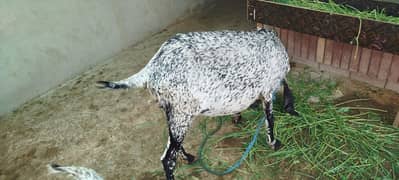 2 desi bakeriya