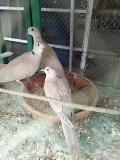 Doves